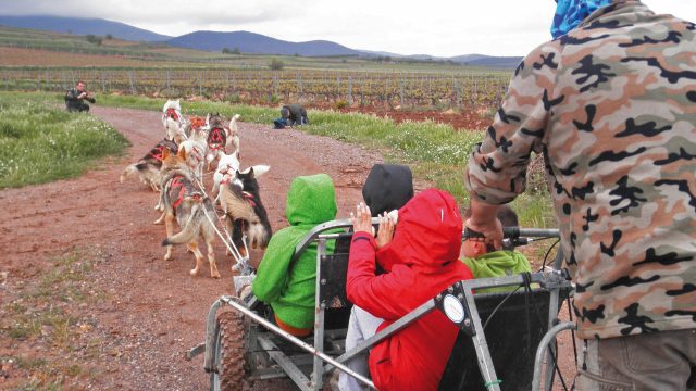 Enoaventúrate. Mushing entre viñedos