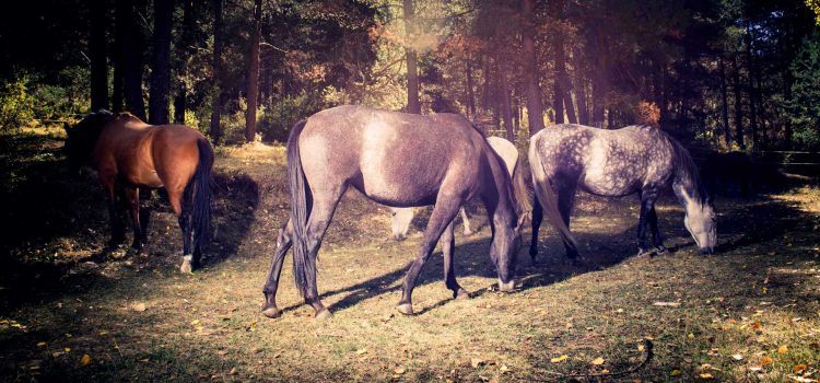 Un día entre caballos