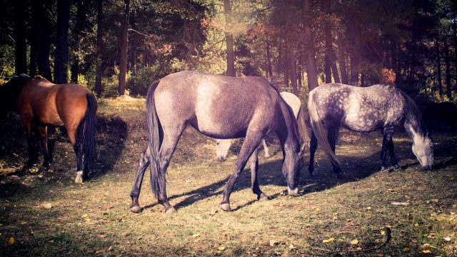 Un día entre caballos