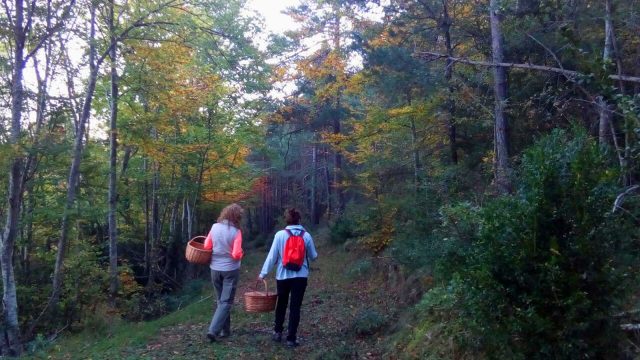 Un cesto lleno de naturaleza. Jornadas micológicas